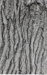 wood tree bark 0004